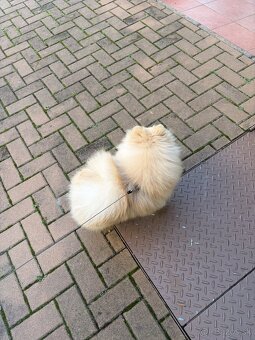 Pomeranian s PP, EU Pas, FCI - 5