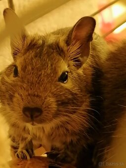 Osmák Degu - 5