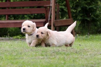 Zlatý retriever/ Golden retriever - 5