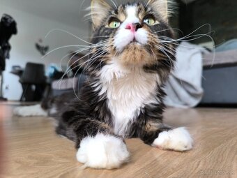 Ponukam na krytie kocura- Maine coon - 5