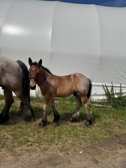 Arden kobyla +zrieba - 5