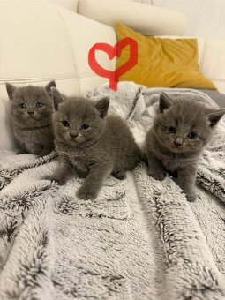 Britské mačiatka - 5