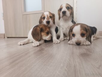 Bígl Beagle Bigel Bigl šteniatka - 5
