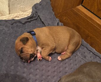 Americký stafordsirsky terier, Stafford, amstaf - 5