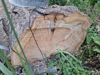 ČEREŠNOVÉ DREVO,NAREZANE NA PLATY KUS/30 EUR - 5