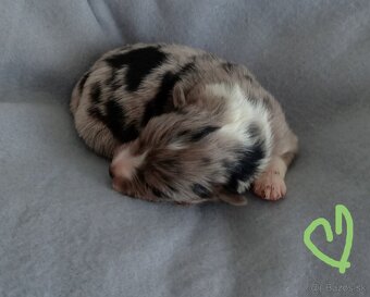 Border kólia s PP - 5