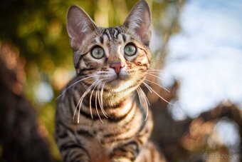 Bengálsky kocúr s PP na krytie - 5