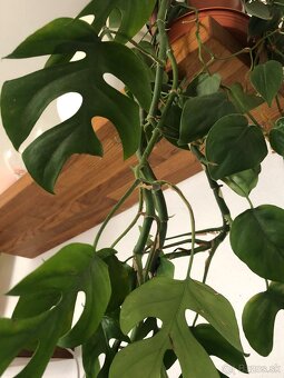 Rhaphidophora tetrasperma (mini monstera) - 5