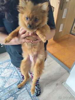 Prefam 6mesacneho spica pomerian - 5