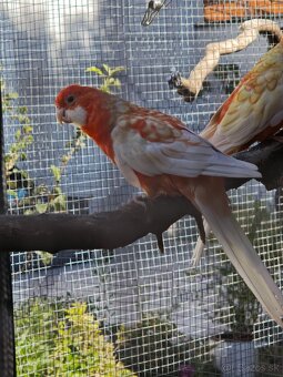 Rozela penant orange-albino - 5
