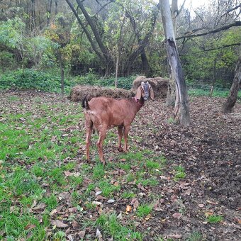 100% AN koza pripustená - 5