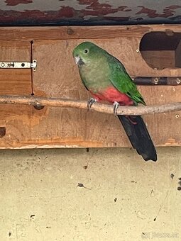 Papagaj kralovsky - 5