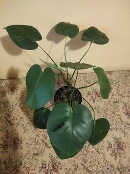 MONSTERA DELICIOSA - 5