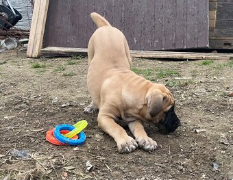 Boerboel štěně FCI pp - 5