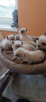 Ragdoll mačiatka, mačka - 5