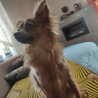 Rusky toy štěnátka - 5