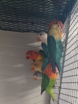 Agapornis fischeri - 5