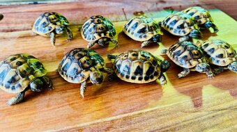 Suchozemská korytnačka - predám - 5