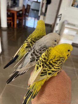 Andulka mlada Maznačik - 5