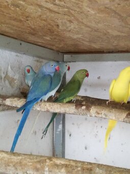 Alexander malý. - 5