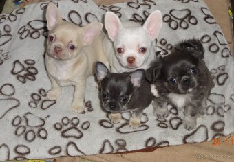 civava krátkosrstá,dlhosrstá. - 5