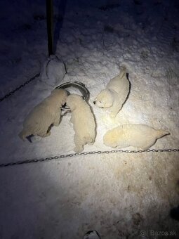 Slovenský čuvač - 5