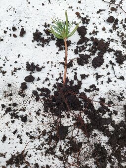 Céder sibírsky (pinus siberica) - 5