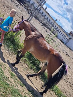 Sportovy pony - 5