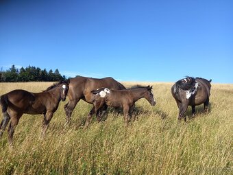 Tříletá klisna Appaloosa - 5