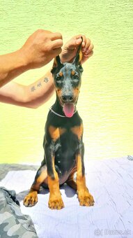 KUPIROVANÉ ŠTENIATKA DOBERMANA S PP FCI - 5