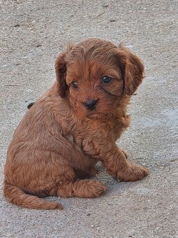 Cavapoo - 5