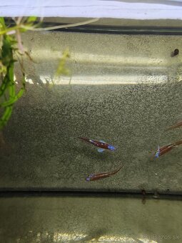 Jalcek dúhový - vhodný aj do jazierka - 5