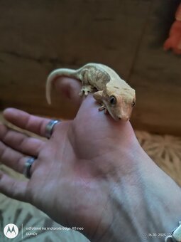 Pagekón riasnaty / Gekončik čínsky (Goniurosaurus hainanensi - 5