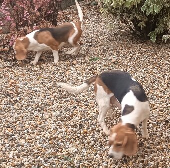 ♥️Bígl Beagle Bigel Bigl šteniatka ♥️ - 5