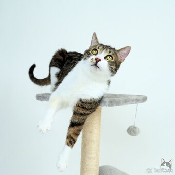 Kocúrik ERVIN hľadá domov - 5