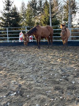 APH Žrebček DUN - 5