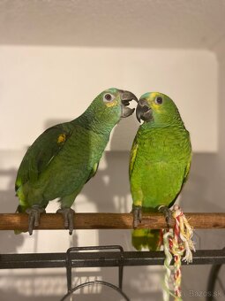 Amazoňan modročelý - 5