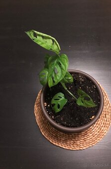 monstera adansonii - 5