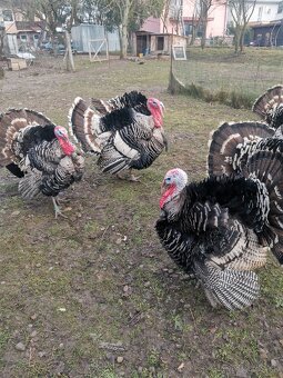 Morka NARAGANSET - 5