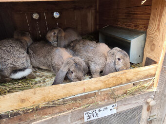 Predám francúzskych baranov - 5