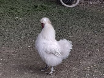 Kohútiky hodvábničky - 5