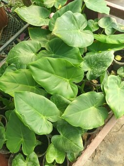Colocasia Leucocasia gigantea - Slonie ucho - 5