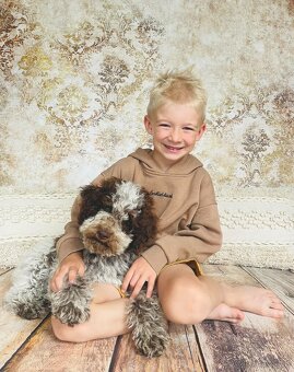 Lagotto Romagnolo s PP - 5
