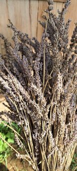 Levandula - dlhé sušené zväzky - 5