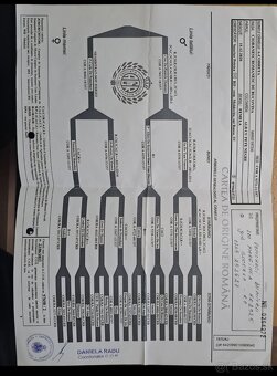 Rumunsky ovciak, Bukovina - 5