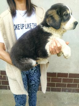 stredoázijský ovčiak - 5