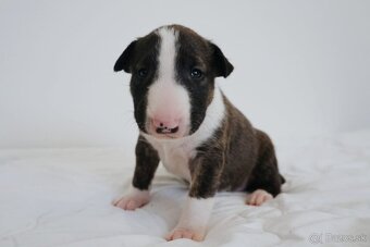 Bull terrier / Bullterier / Bulteriér šteniatka s PP - 5