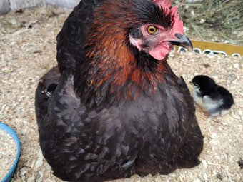 kuriatka marans + kvočka - 5