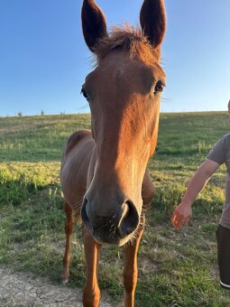Appaloosa s pp - 5