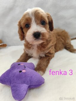 Cavapoo - 5